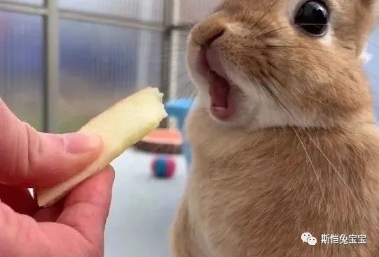 主人！我们是不是有个大大大误会？(图22)