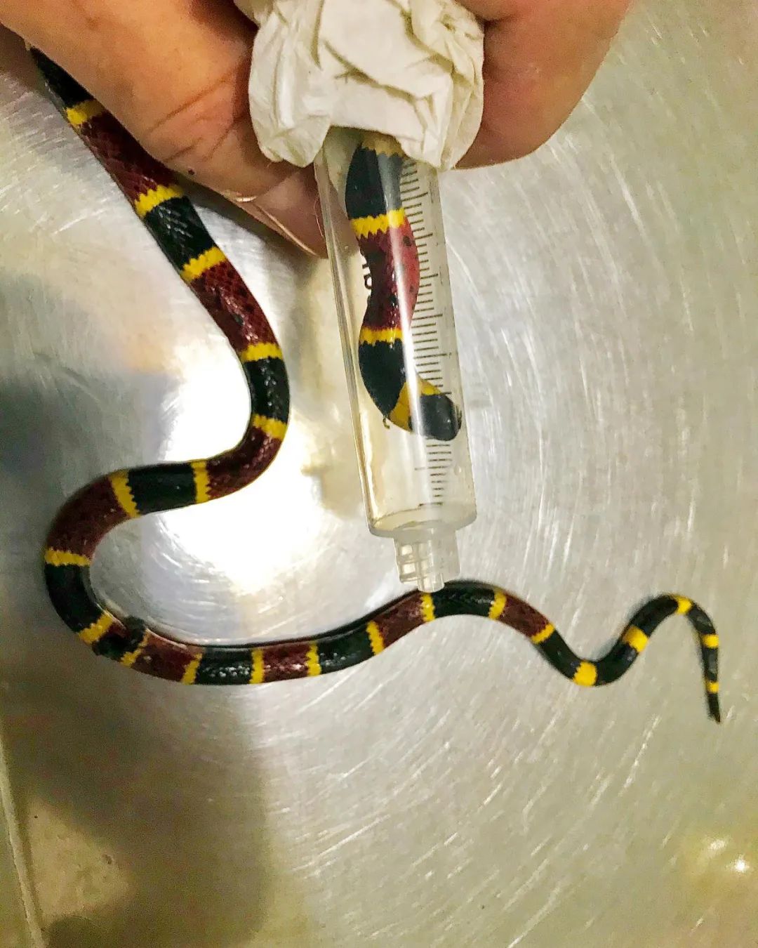 珊瑚蛇被野猫“剥皮”，手术很成功！但兽医的点评更值得赞赏(图8)