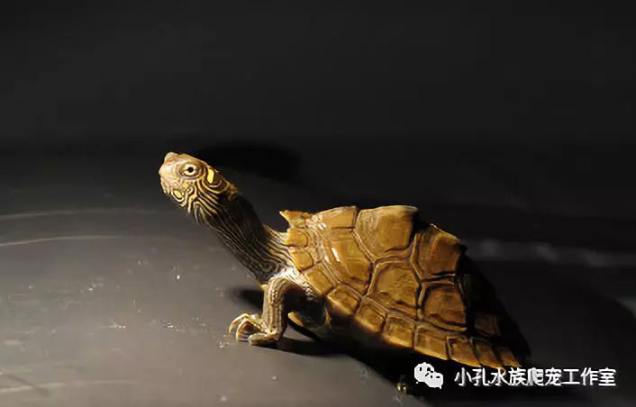 龟类品种大全(图9)