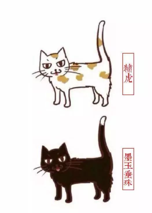 中国人最喜欢养的五种猫！你家主子入选了吗？(图11)