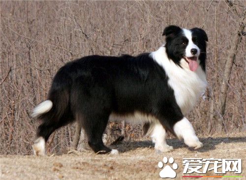 边疆牧羊犬练习握手何如教 叫伸手便拿起它的左前脚