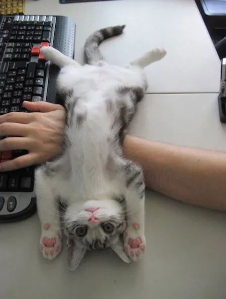 猫咪包治百病延长寿命！几岁开始养猫最好？(图3)