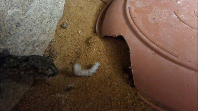 史上最全的守宫捕食视频，可能很多还是你从未见过的守宫 | 趣味爬宠(图4)