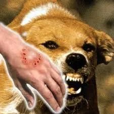 全国多地狂犬病疫苗缺货！脚有伤口踩到猫屎，要打疫苗吗？(图10)