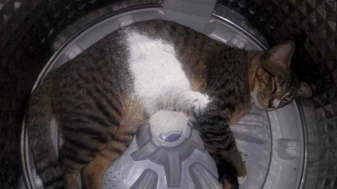 洗衣机又杀死了一只猫！养猫家庭洗衣服前，有件事不能偷懒(图16)