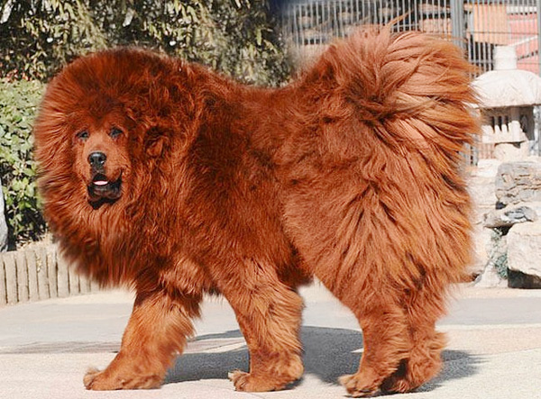 大型犬有哪些？