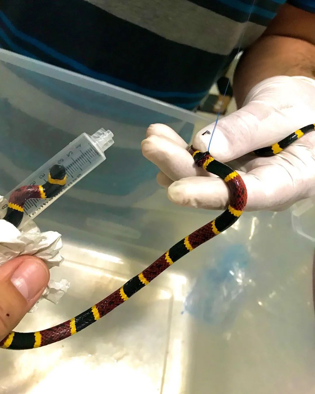 珊瑚蛇被野猫“剥皮”，手术很成功！但兽医的点评更值得赞赏(图7)
