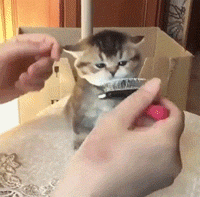 布偶两年没洗澡猫毛打结半斤重，被主人抛弃！养长毛猫做好这些事(图10)