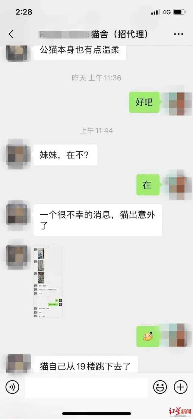 3万元布偶猫配种时跳楼死亡！做好一件事，猫狗寿命增加三成(图2)
