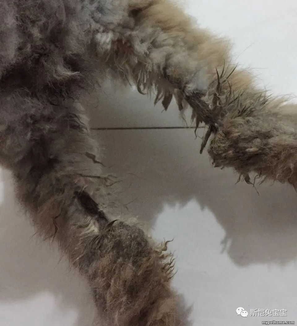 兔兔的小脚是怎么了！(图2)
