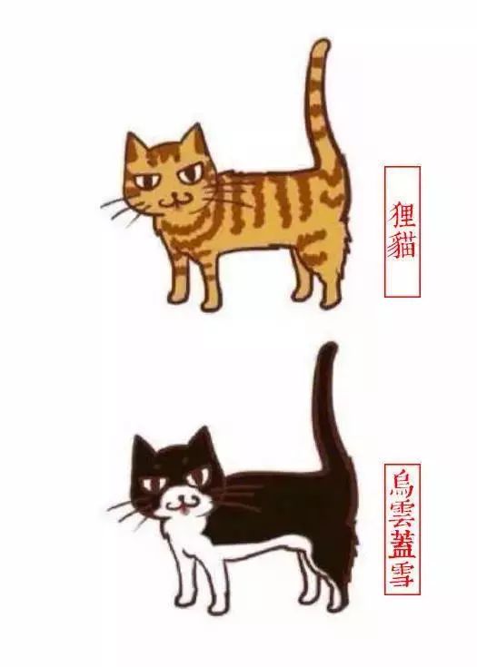 中国人最喜欢养的五种猫！你家主子入选了吗？(图5)