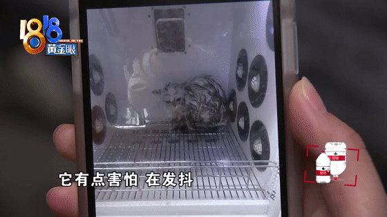 猫咪洗澡后这一步骤完全没必要！又有几只猫接连因此不幸死亡(图7)