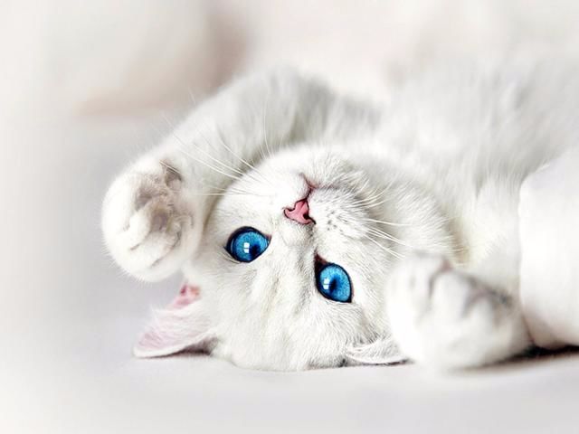 5万块买的布偶没几天就跳楼！养猫必须做好这4件事(图14)
