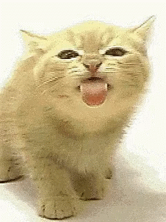 摸了猫咪之后，喵居然马上舔毛！这代表猫主子嫌弃我了吗？(图3)