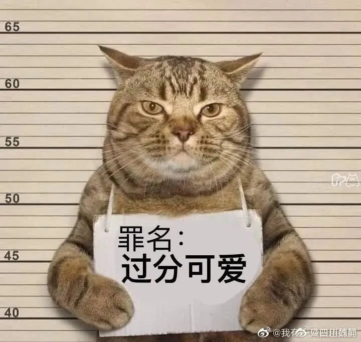 猫咪深夜外出被捕后拍照成网红！这么做，竟能让猫多活10年(图10)