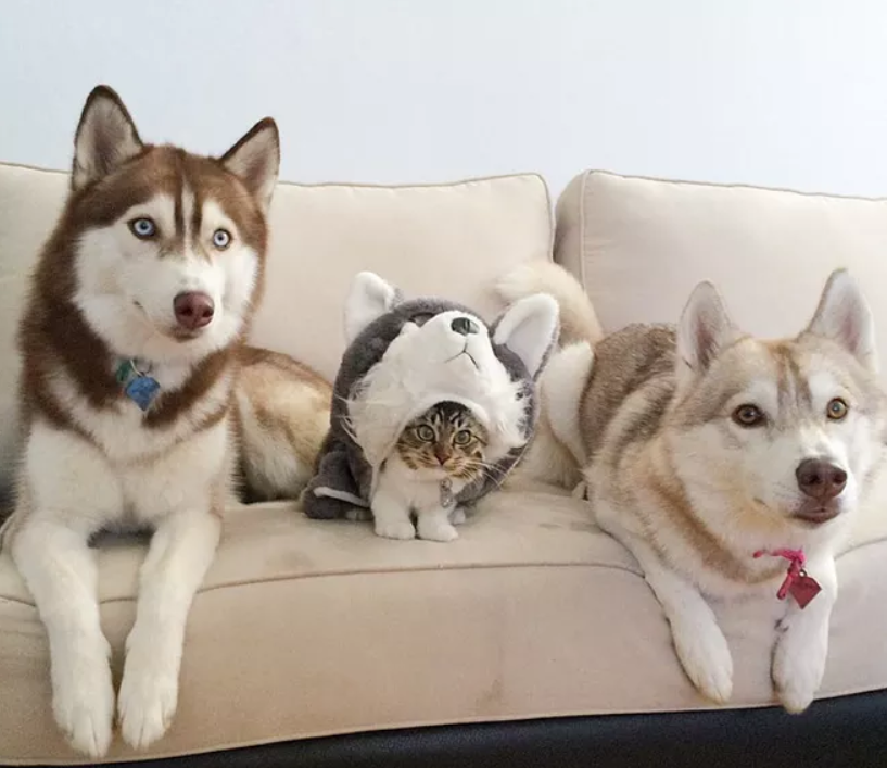 猫咪拆家搞破坏，可能因为想你了！(图15)