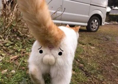 猫主子的尿正常吗？这几件事可判断！只花2毛钱就能测试(图8)