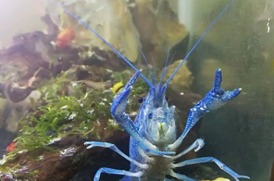 鳌虾怎样养，鳌虾的保护方式和本领