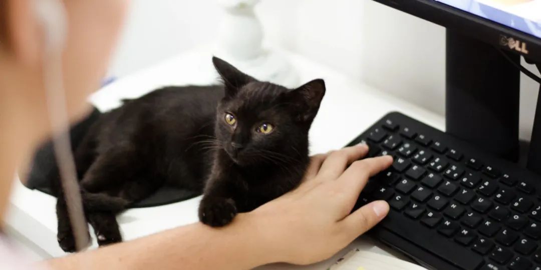 猫咪是不是有灵性？我生病了，猫就在身边安慰(图7)