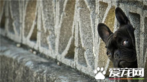 法国斗牛犬佳练习吗 2个月启始为黄金时间