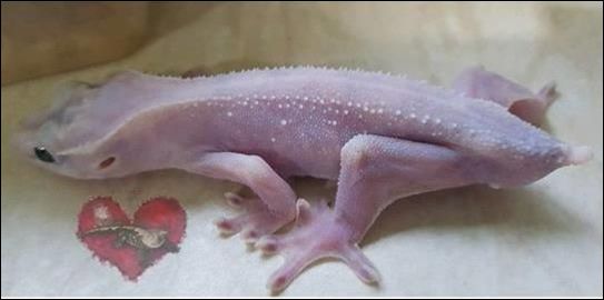 睫角守宫果冻基因现身？还是超级莉莉白凤凰涅槃？(图2)