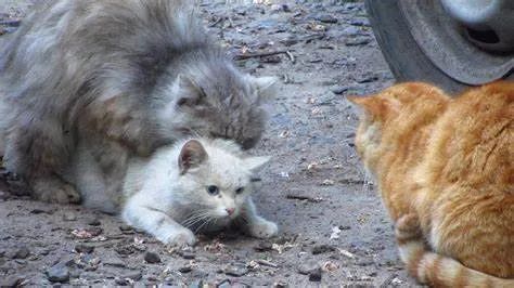 3万元布偶猫配种时跳楼死亡！做好一件事，猫狗寿命增加三成(图7)