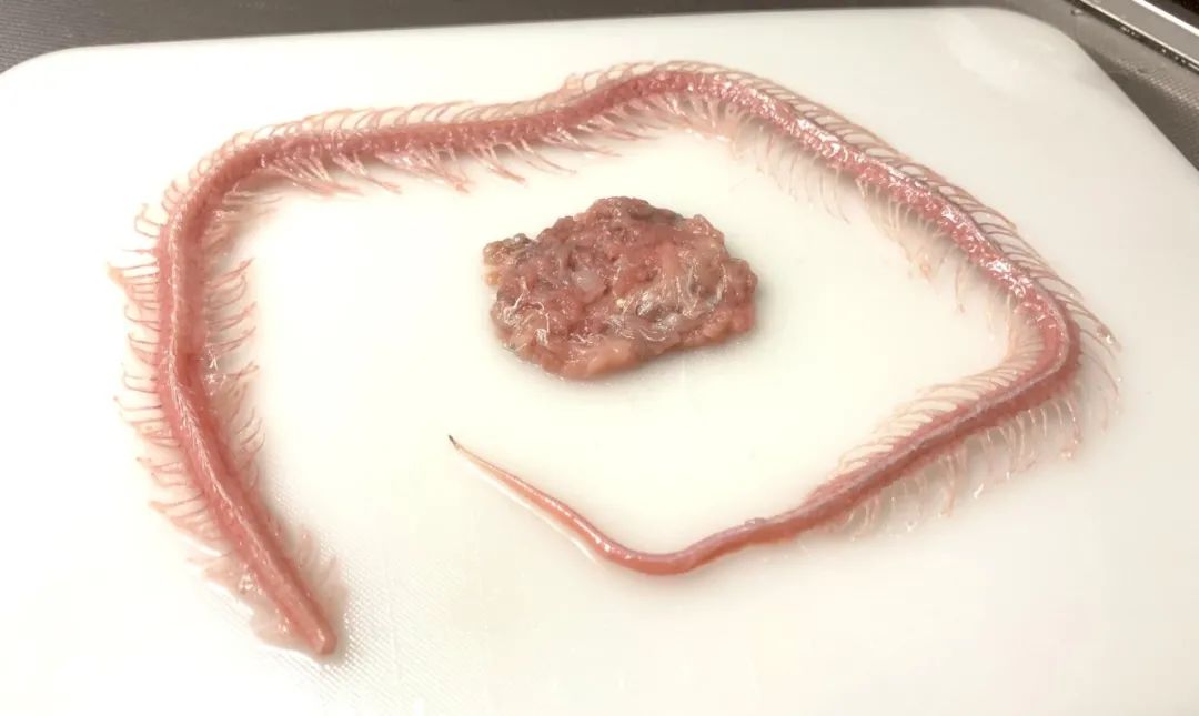 日本网友拍摄的制作蛇类标本全过程，居然还是生物解剖学的教学科普(图6)