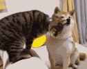 全国多地狂犬病疫苗缺货！脚有伤口踩到猫屎，要打疫苗吗？(图15)