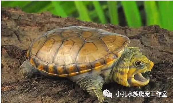 龟类品种大全(图10)
