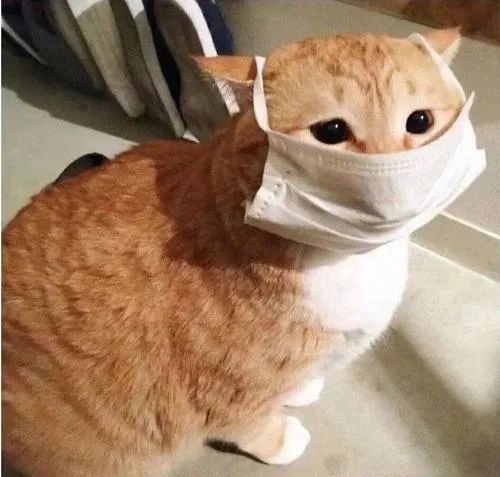 主人全家住院，母猫独自在家40天生一窝奶猫！猫真不会感染新冠(图9)
