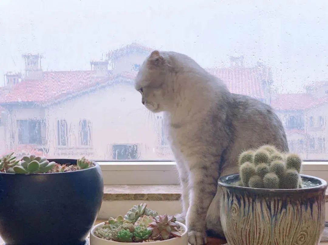 一周内两只猫外出洗澡，一死一伤！带猫去洗澡必须做好两件事(图2)