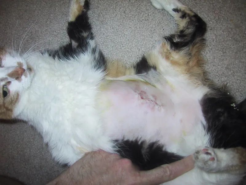网友出差半个月，猫咪独自在家死亡！留8斤猫粮害死了银渐层(图11)