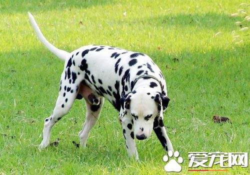 怎样训大麦町犬 先搁松雀斑狗紧弛排挤的心情