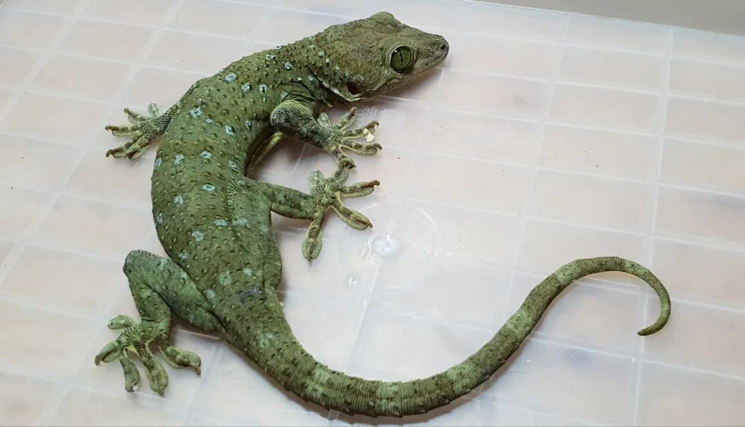 有着绿色眼睛的大守宫，身体也自带原谅色，不知道脾气是不是也很暴(图11)