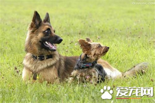 德国牧羊犬练习教程 听到其余口令之前向来维持坐姿