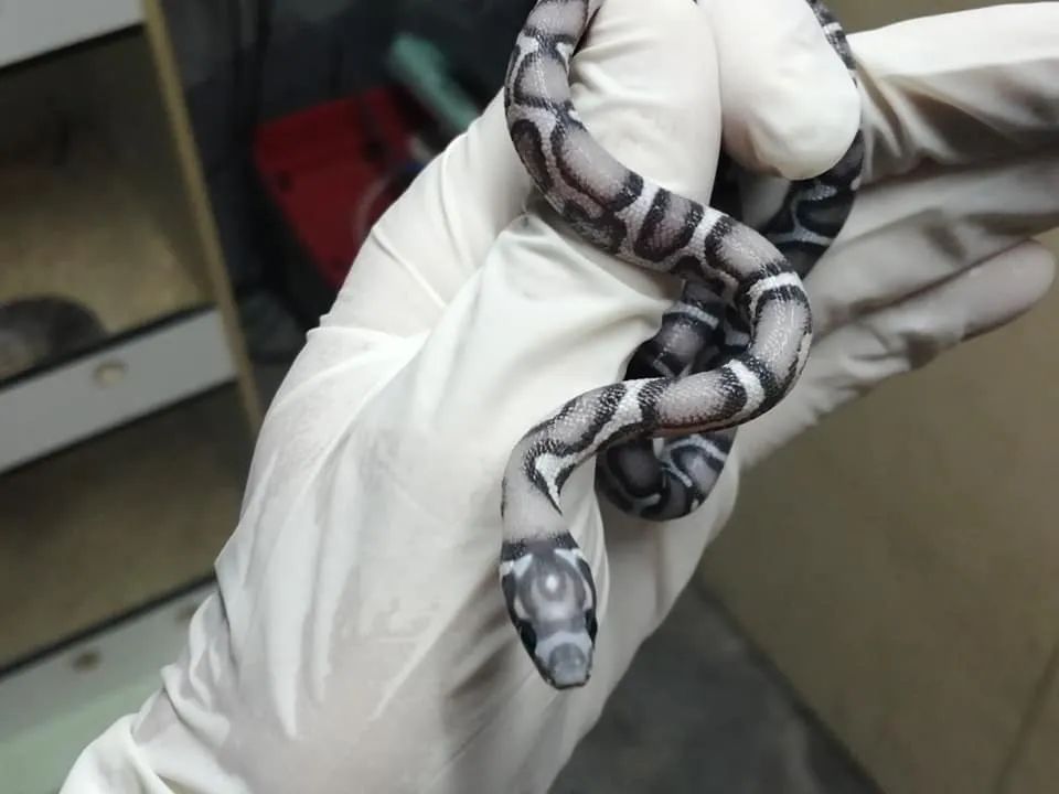 无鳞玉米蛇和洪都拉斯奶蛇杂交基因全解析！(图8)