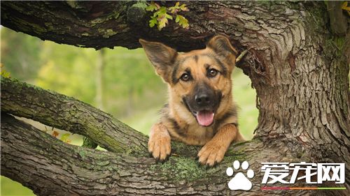 杜宾犬前提练习 杜宾犬的牵引东西要坚韧