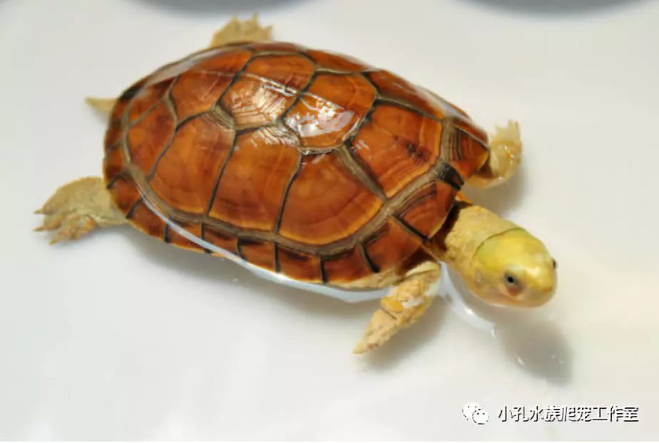 龟类品种大全(图3)