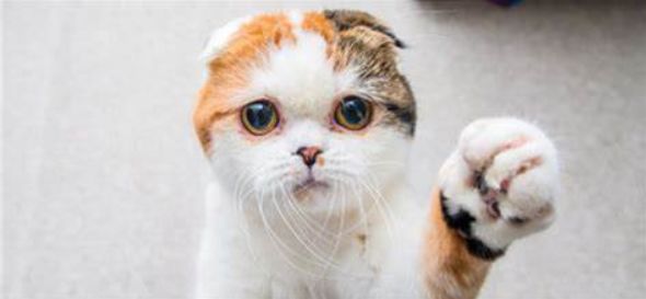 猫咪这种沙雕行为或是生病！80%猫都会经历，做好两件事预防(图1)