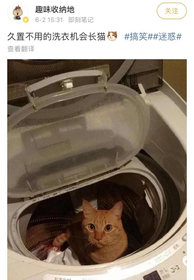 洗衣机又杀死了一只猫！养猫家庭洗衣服前，有件事不能偷懒(图13)