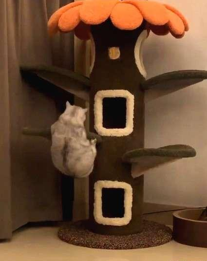 如此喂食不是爱猫是害猫，三分之一猫咪受害！钟南山也不这样喂(图2)
