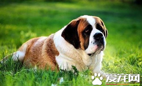圣伯纳犬练习 该当从有年少时代启始练习