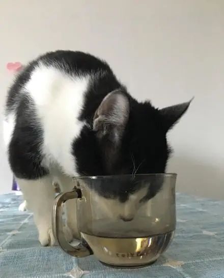 猫咪把米桶当猫砂盆，埋得太深几天后才发现！怎样教育做坏事的猫(图17)