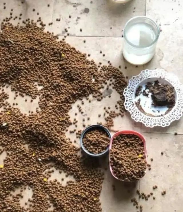 网友出差半个月，猫咪独自在家死亡！留8斤猫粮害死了银渐层(图2)
