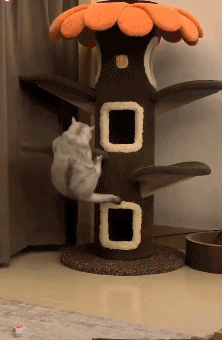 如此喂食不是爱猫是害猫，三分之一猫咪受害！钟南山也不这样喂(图4)