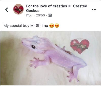 睫角守宫果冻基因现身？还是超级莉莉白凤凰涅槃？(图1)