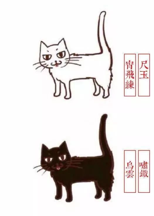 中国人最喜欢养的五种猫！你家主子入选了吗？(图10)