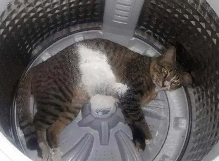 洗衣机又杀死了一只猫！养猫家庭洗衣服前，有件事不能偷懒(图17)