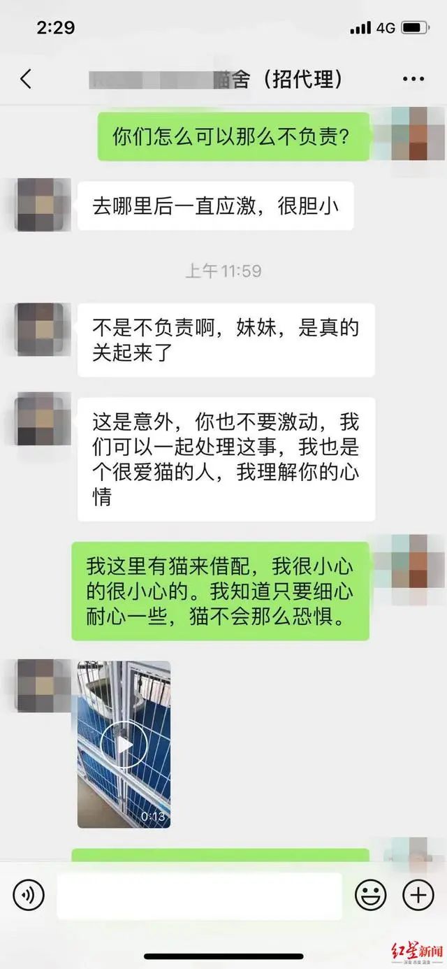 3万元布偶猫配种时跳楼死亡！做好一件事，猫狗寿命增加三成(图4)