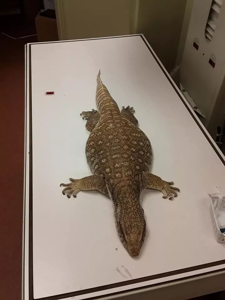从一例病历，说说为什么很多人工饲养环境下的平原巨蜥却很短命？(图4)